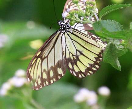 Image of Ideopsis vitrea Blanchard 1853