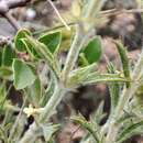 Image of Sideritis spinulosa Barnades ex Asso