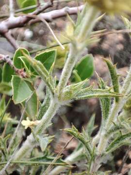 Sideritis spinulosa Barnades ex Asso的圖片