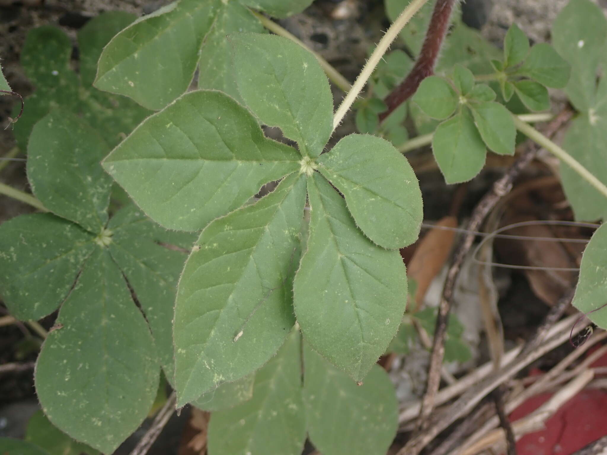 Слика од Gynandropsis