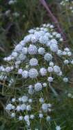 Imagem de Pycnanthemum tenuifolium Schrad.