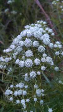 Imagem de Pycnanthemum tenuifolium Schrad.