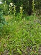 Image of Nuttall's deathcamas