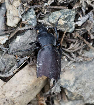 Image of Carabus (Oreocarabus) taedatus Fabricius 1787