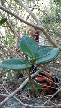 Image of sessileleaf stopper