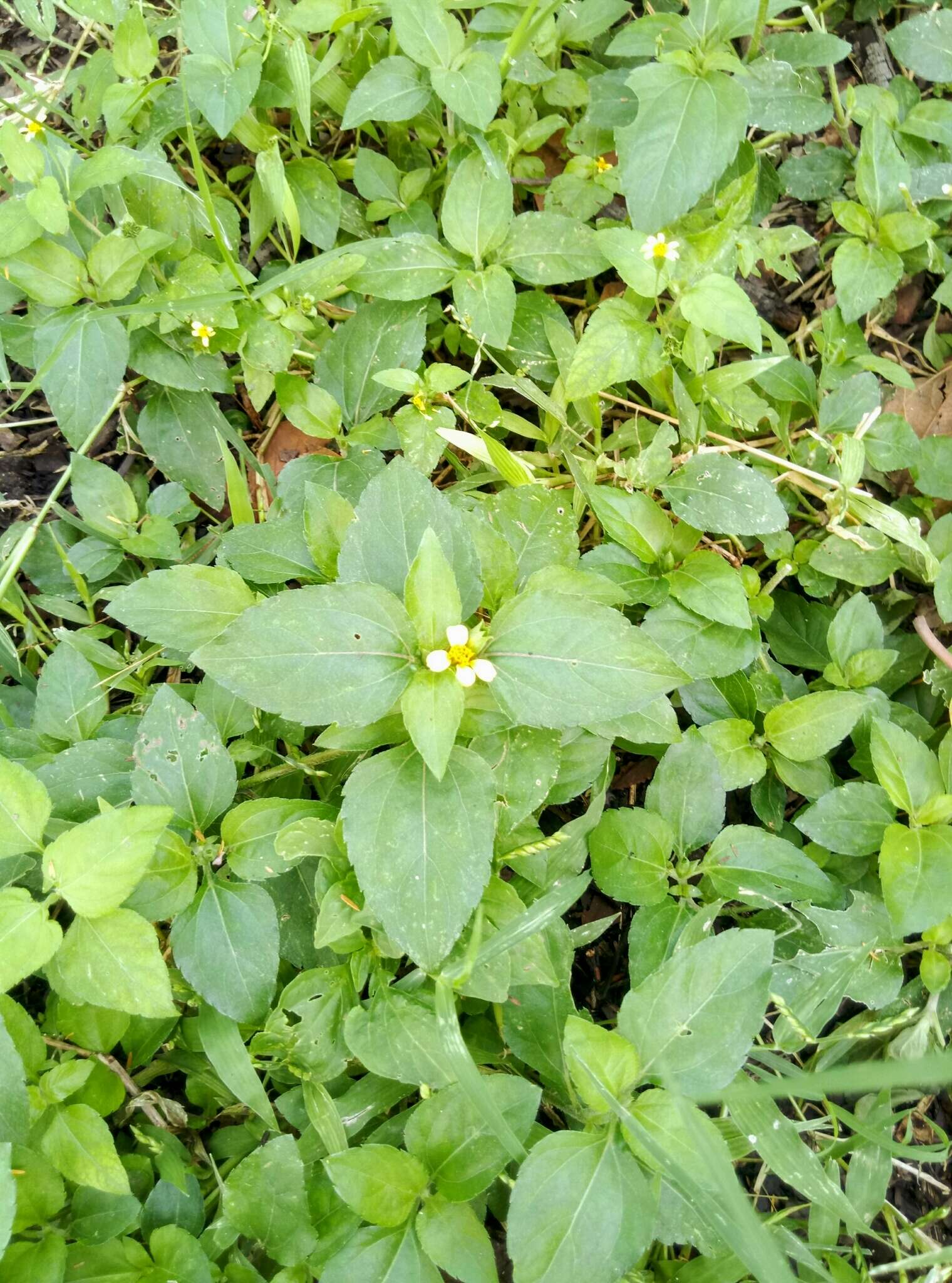 Calyptocarpus wendlandii Sch. Bip. resmi