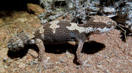 Image of Rough Thick-toed Gecko