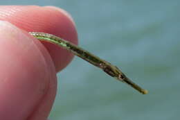 Image of Dusky pipefish