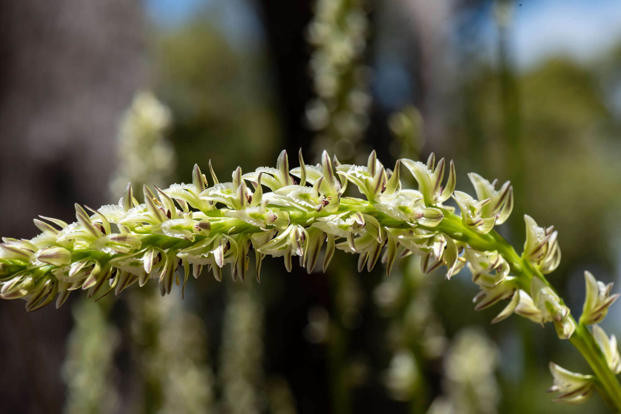 Image of Christmas leek orchid