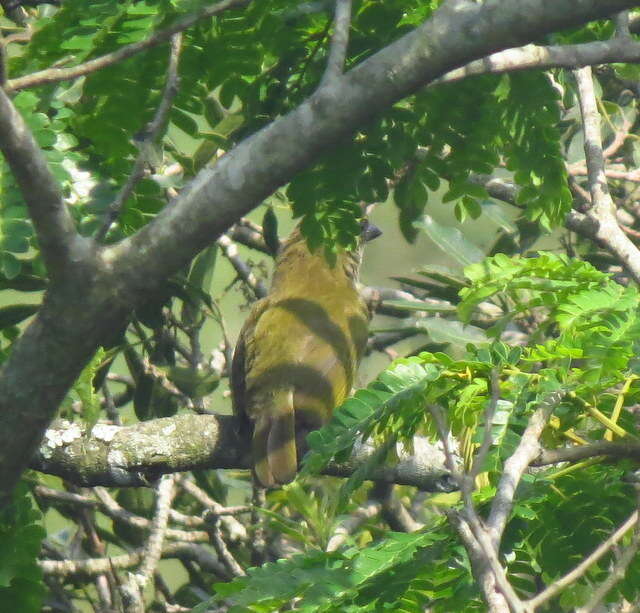 Image of Green Barbet