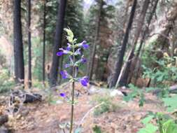 Image of desert indigo sage