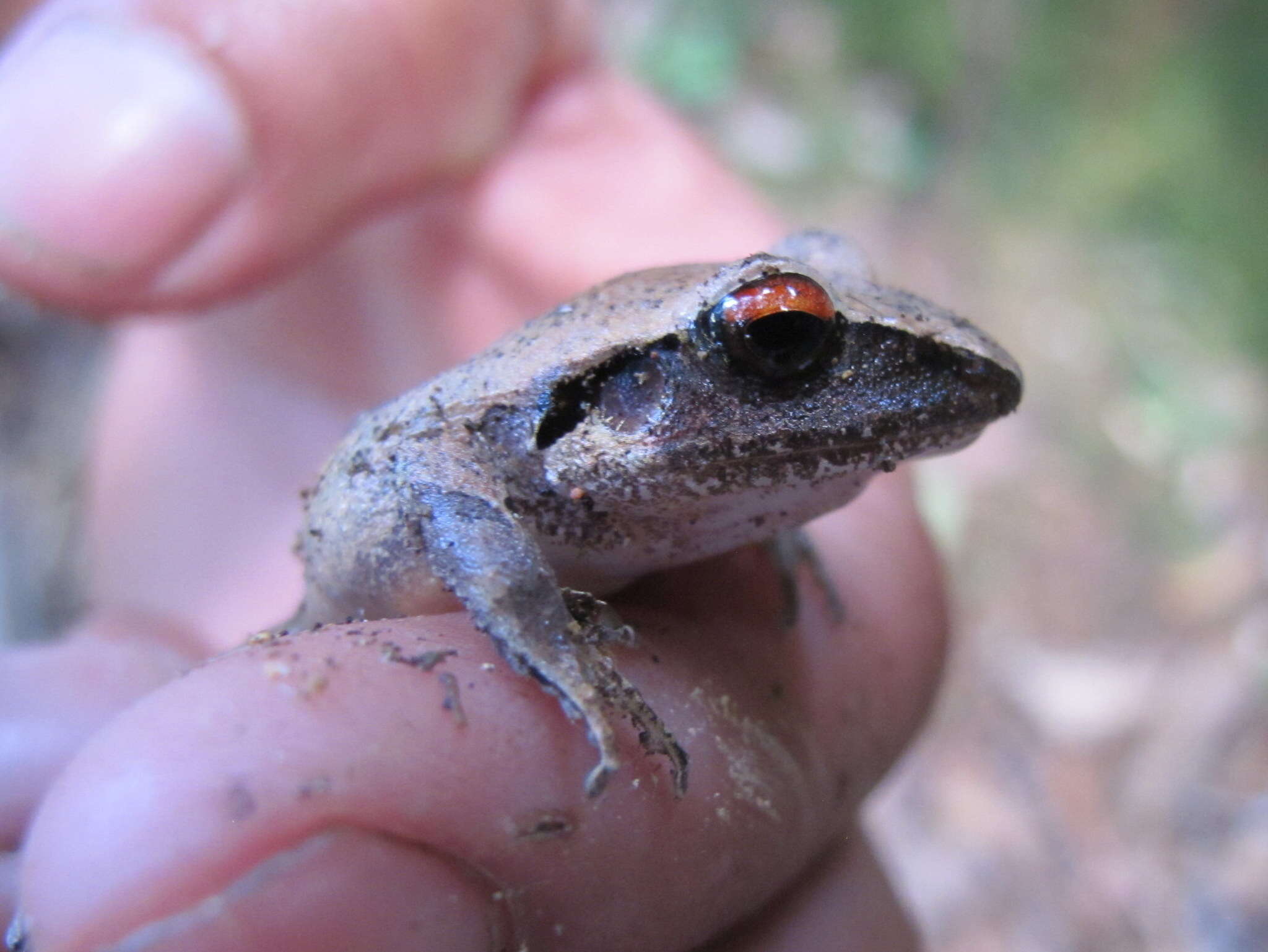 Image of Izabal robber frog