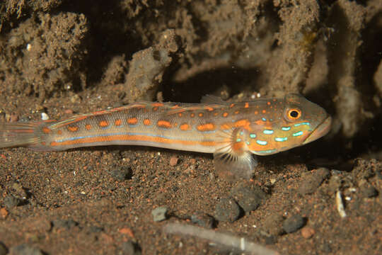 Image of Maiden goby