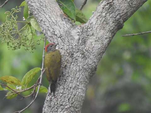 Image of Green-backed Woodpecker