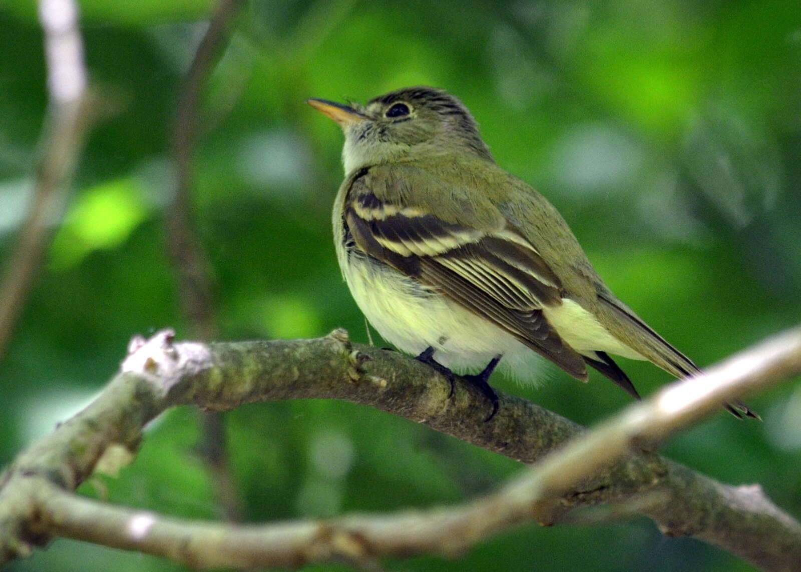 Imagem de Empidonax virescens (Vieillot 1818)