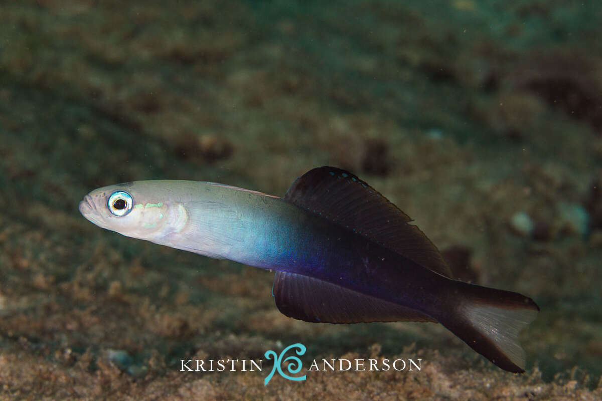 Image of Arrow dart-goby