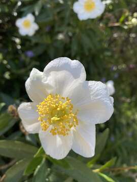 Image of tree anemone