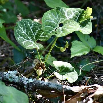 Image of Aristolochia fimbriata Cham.