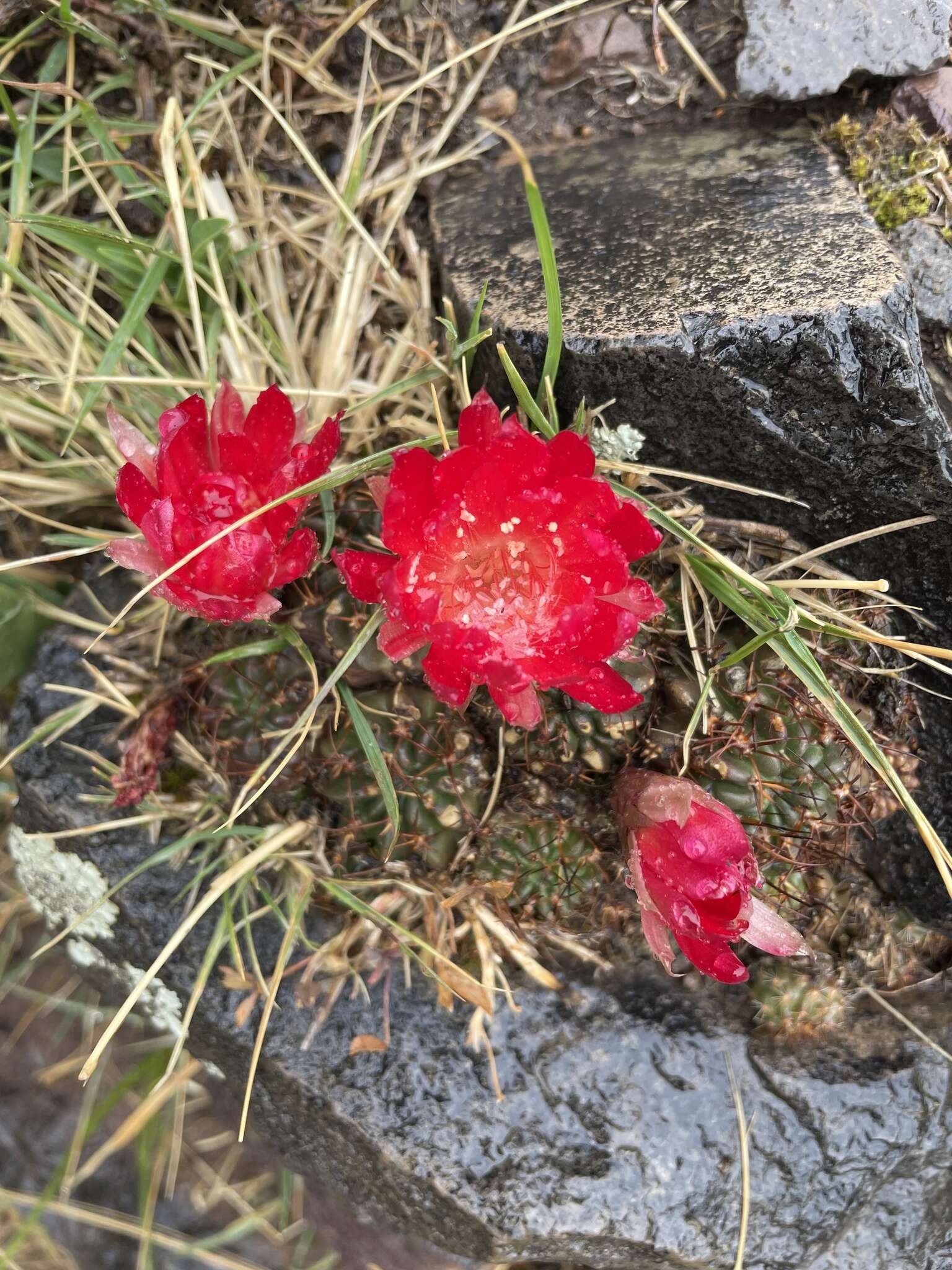 Echinopsis hertrichiana (Backeb.) D. R. Hunt resmi