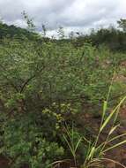 Image of <i>Mimosa uraguensis</i>