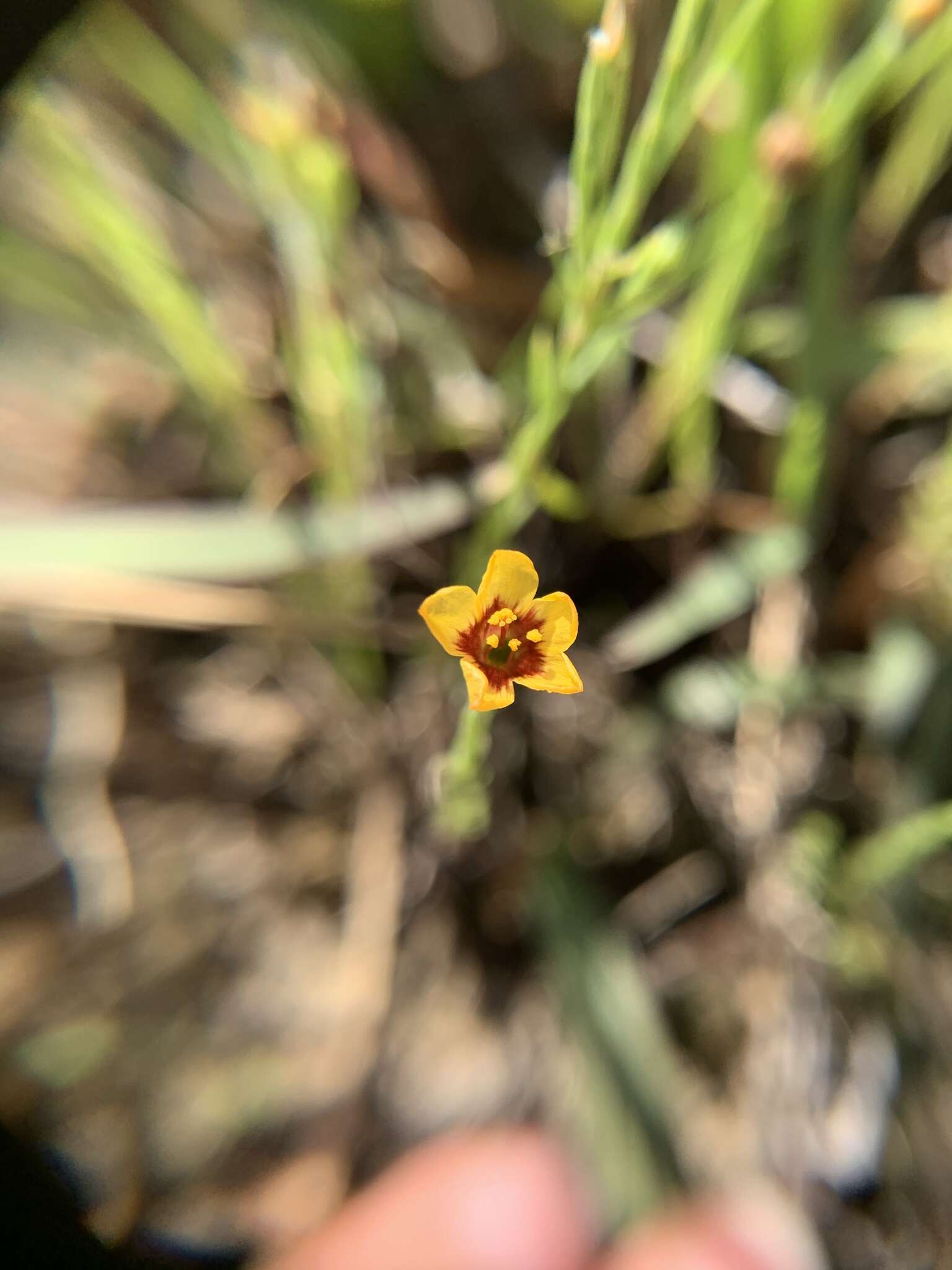 Image of tufted flax