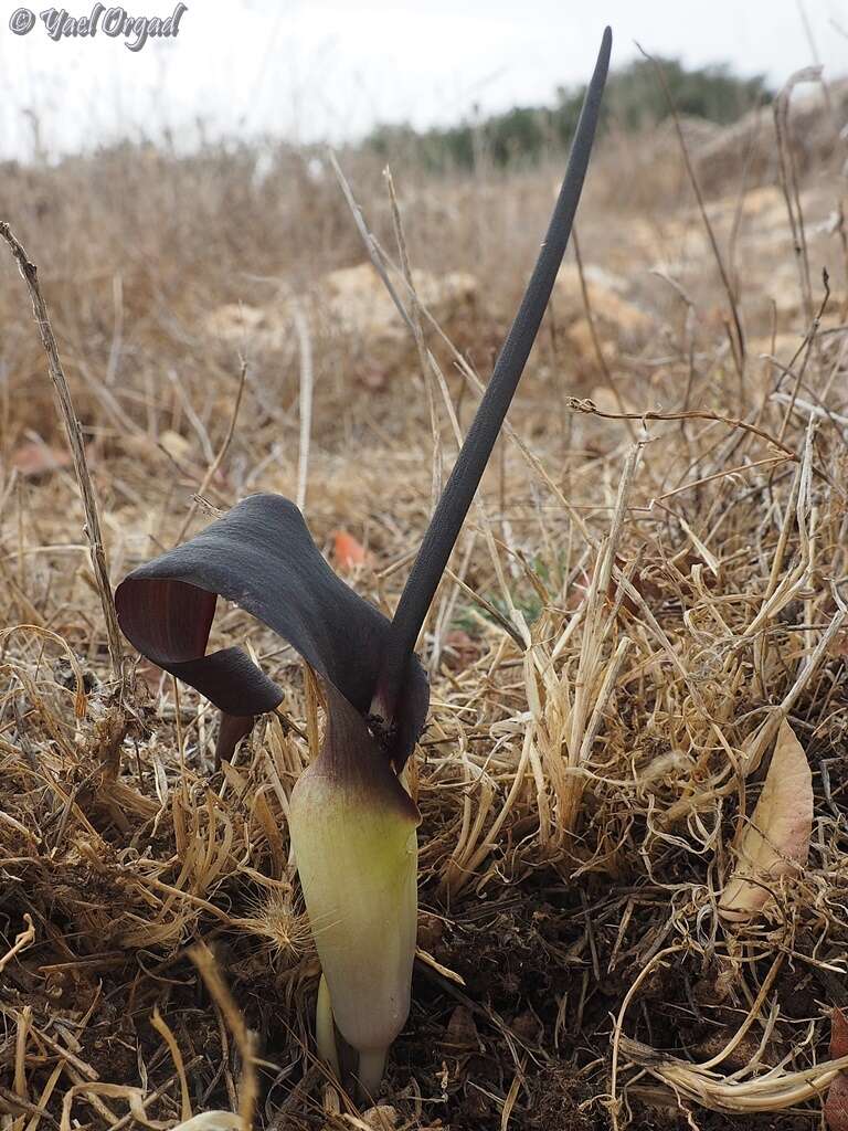 Image of Biarum bovei Blume