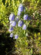 Image of Alpine Bellflower