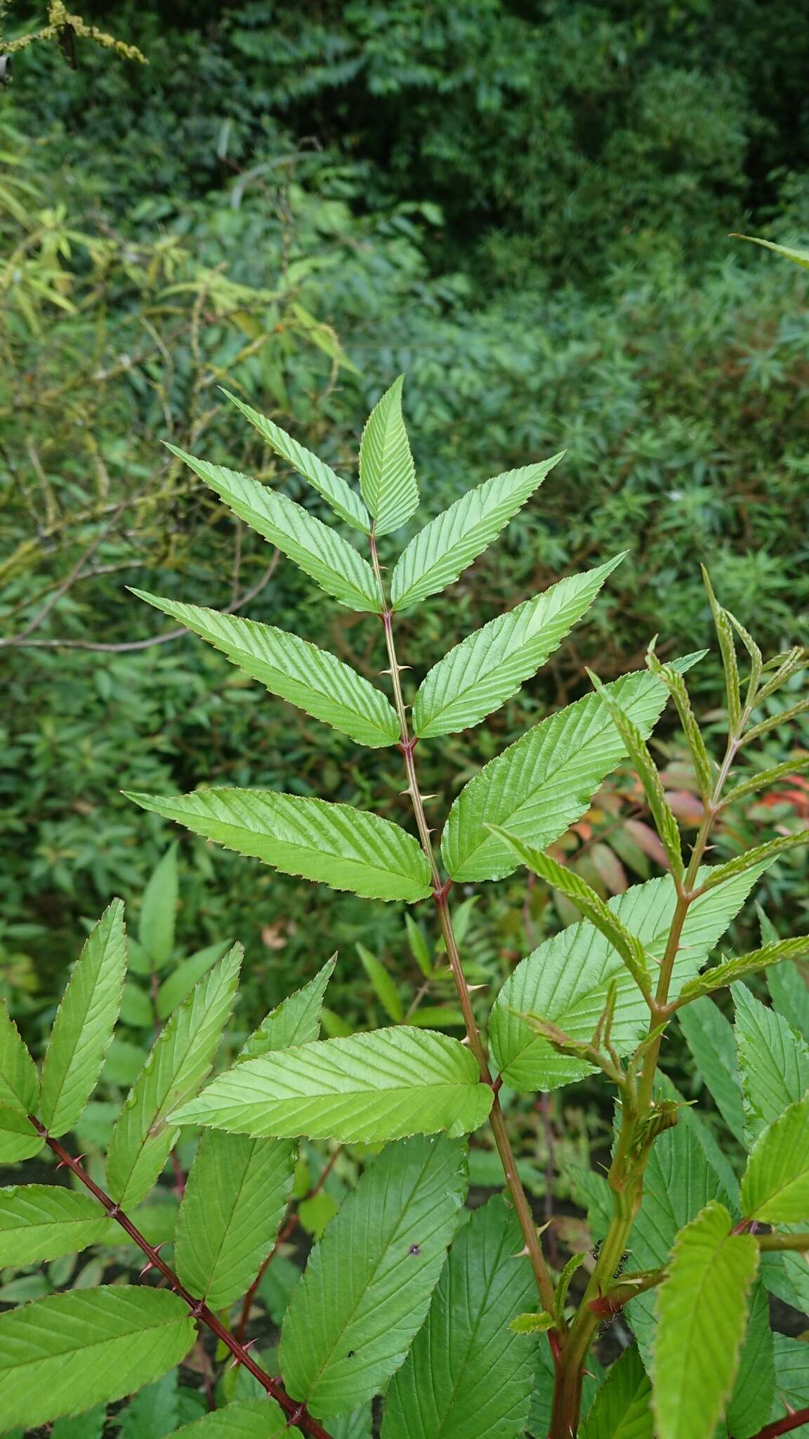 Image of Rubus fraxinifolius Poir.