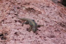 Image of Yellow-backed Spiny-tailed Iguana