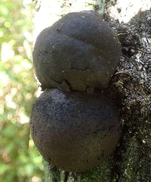 Image of Daldinia dennisii Wollw., J. A. Simpson & M. Stadler 2004