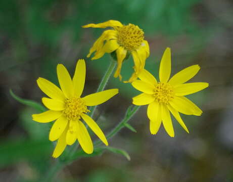 Image of narrowleaf arnica