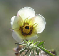 Image of desert rosemallow