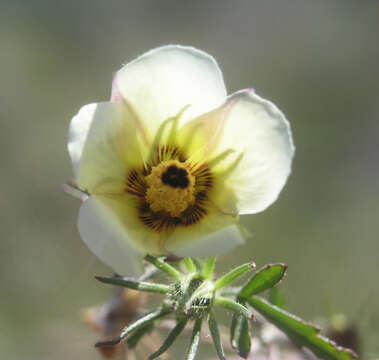 Image of desert rosemallow