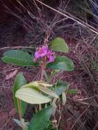 Koehneria madagascariensis (Baker) S. A. Graham, H. Tobe & P. Baas的圖片