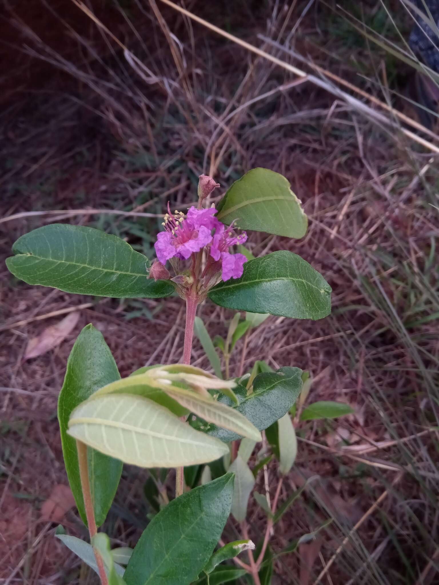 Sivun Koehneria madagascariensis (Baker) S. A. Graham, H. Tobe & P. Baas kuva