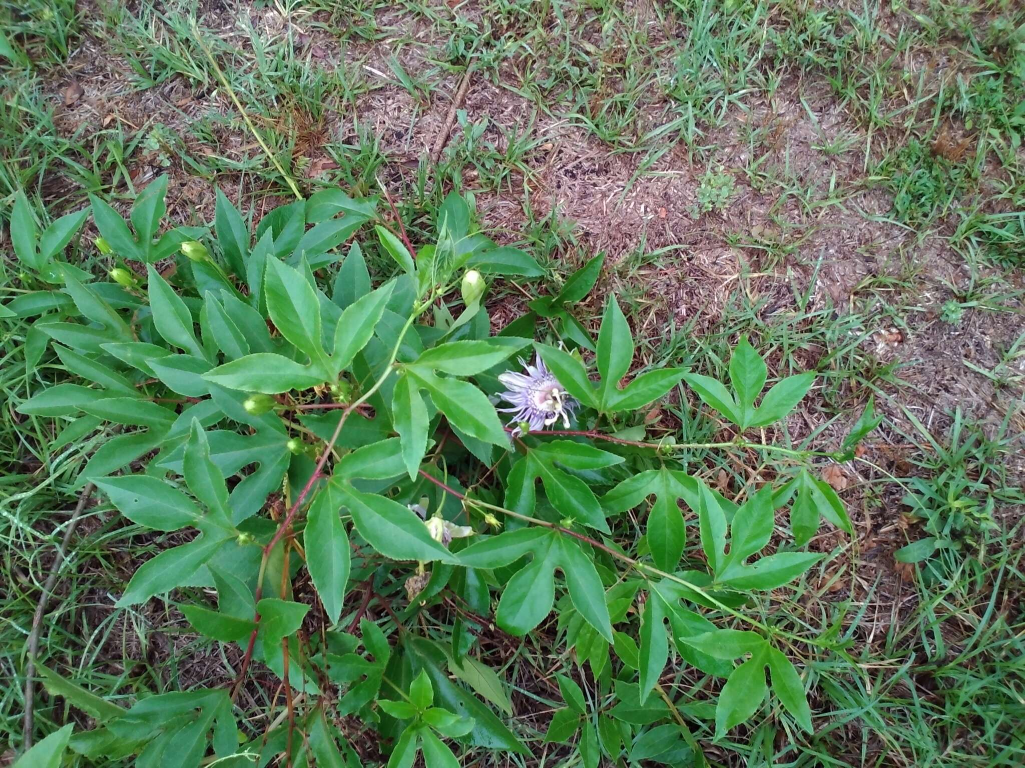 Plancia ëd Passiflora incarnata L.