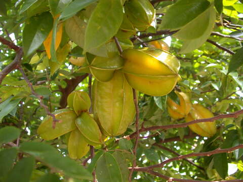 Image of carambola