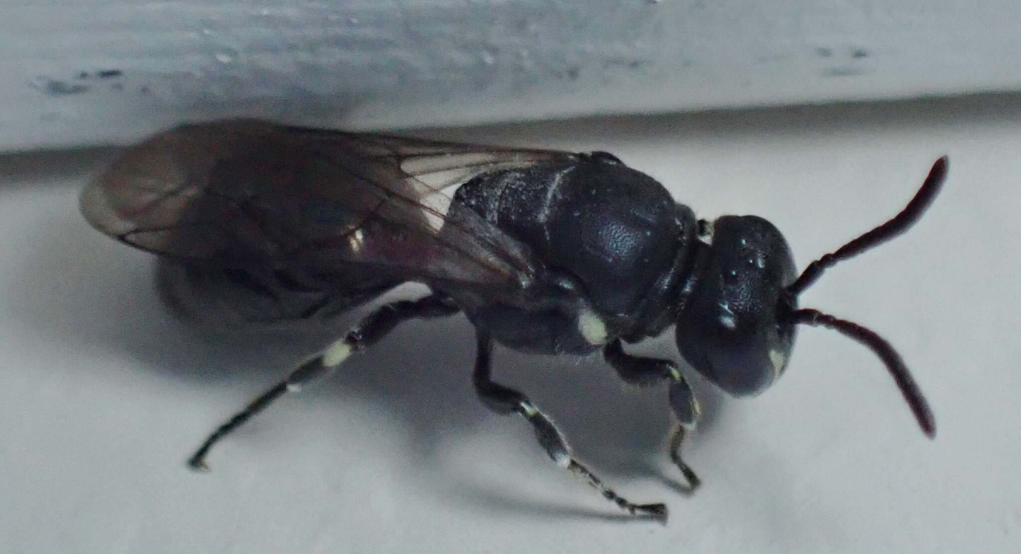 Image of Hylaeus mesillae (Cockerell 1896)