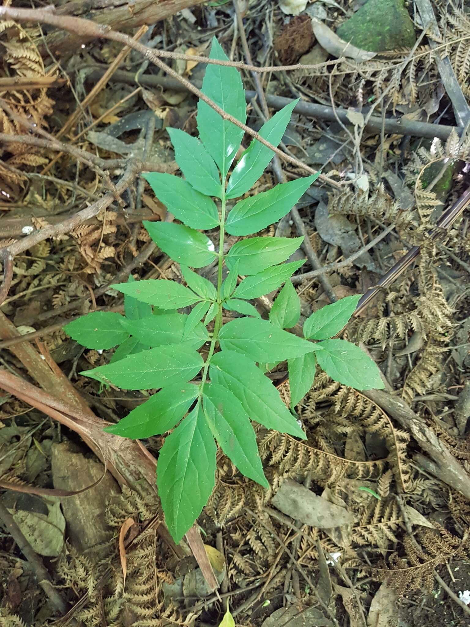 Image of White Elderberry