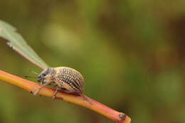 Image of Catasarcus transversalis Germar 1848