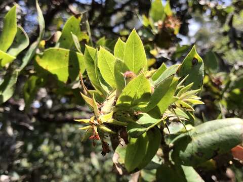 Image of Montara manzanita