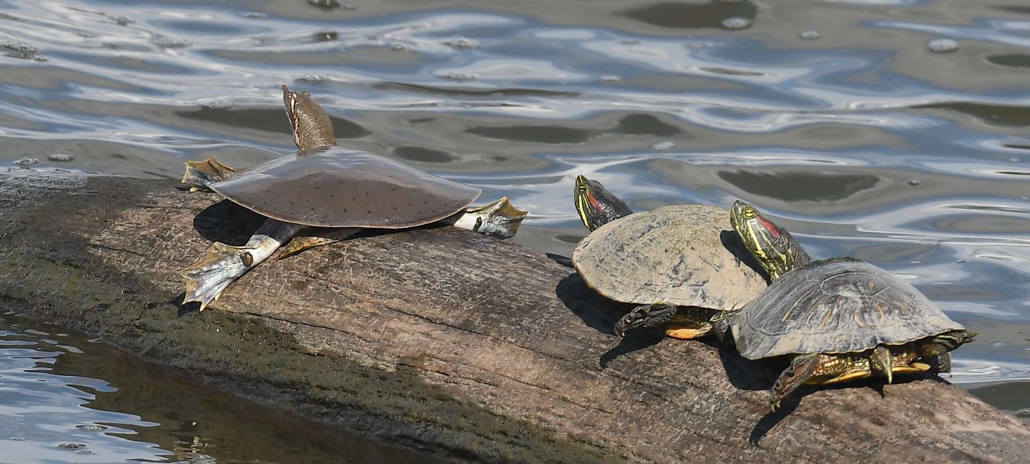 Image of Midland Smooth Softshell Turtle