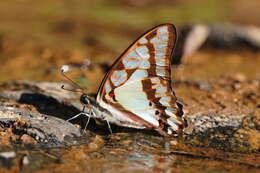 Graphium eurypylus (Linnaeus 1758) resmi