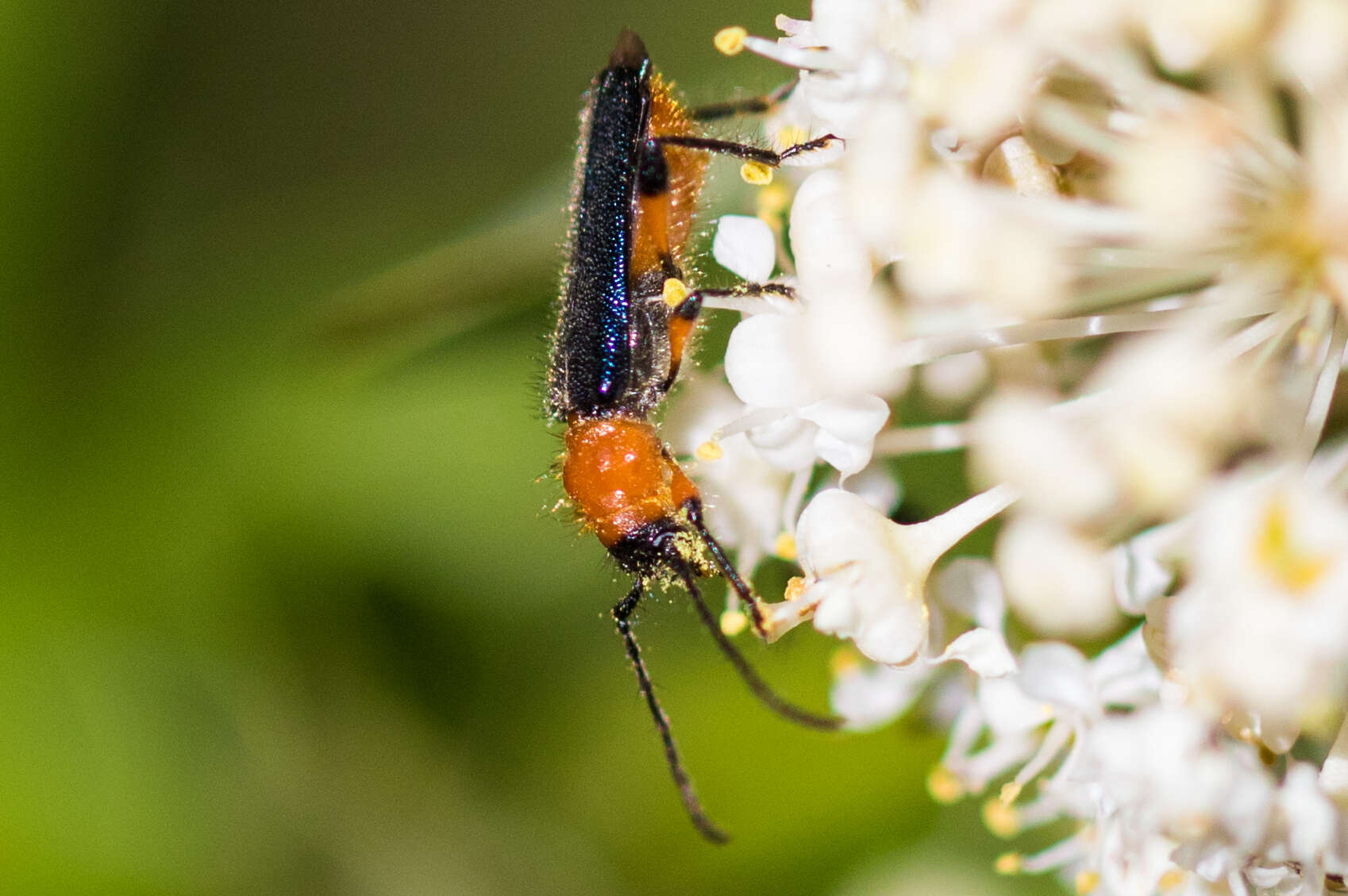 Sivun Callimus (Lampropterus) cyanipennis (Le Conte 1873) kuva