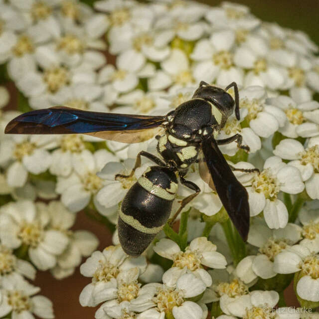 Image of Pseudodynerus