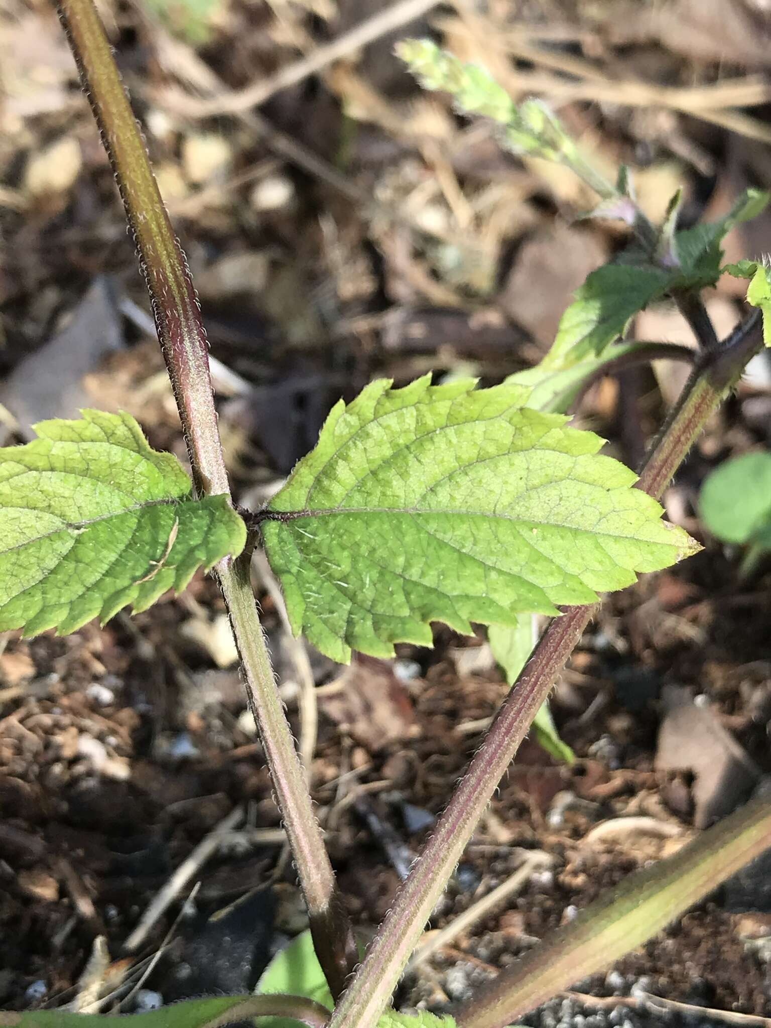 Image of West Indian sage