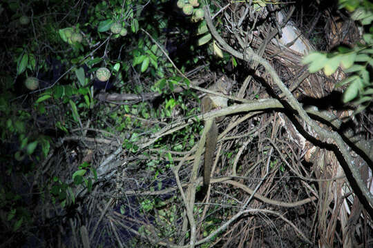 Image of African palm civets