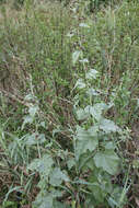 Image of Althaea × taurinensis