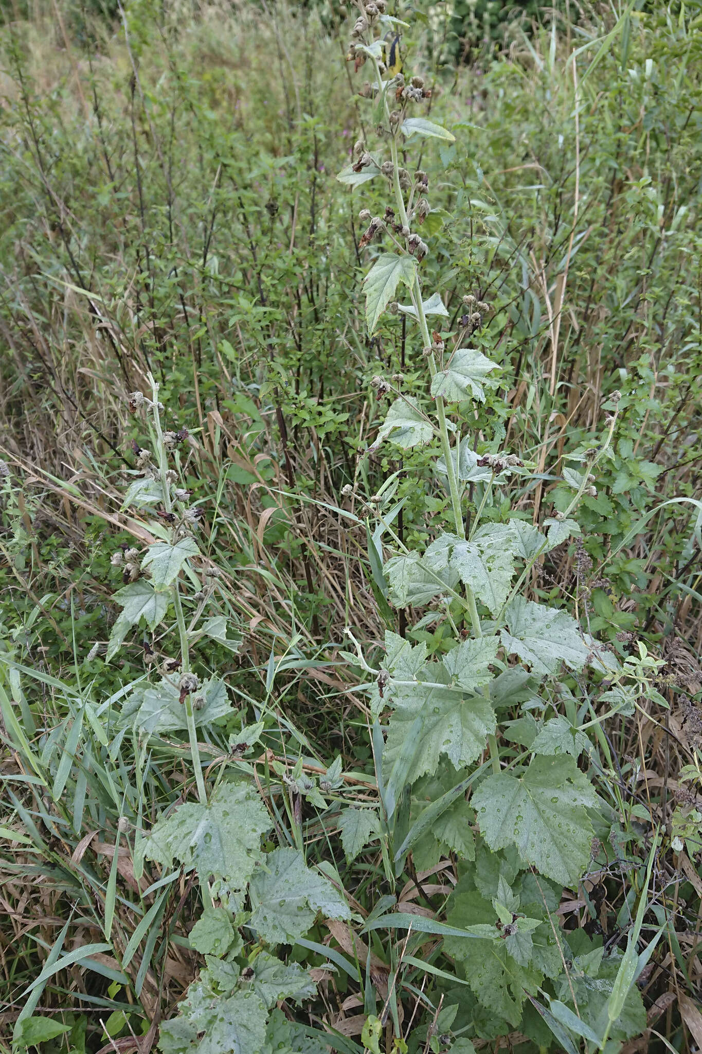 Image de Althaea × taurinensis