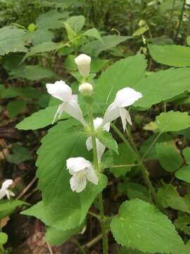 Image of Guyandotte-Beauty